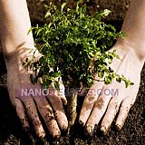 کاشت درخت کاشت درخت